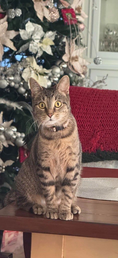 NEPTUNE - Domestic Medium Hair for adoption in Kenosha