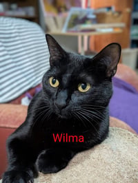 Wilma - Photo 1