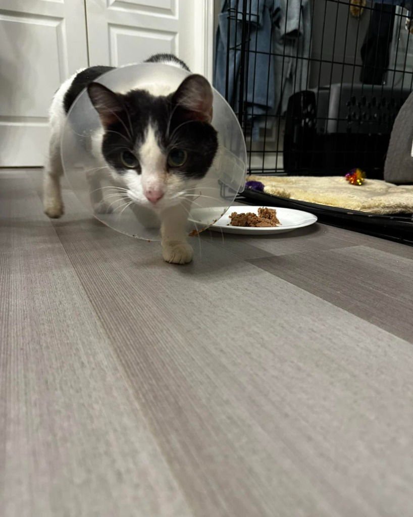 VIOLA - Domestic Short Hair available for adoption