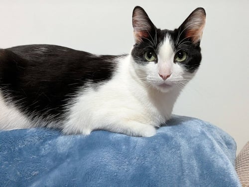 VIOLA - Domestic Short Hair available for adoption