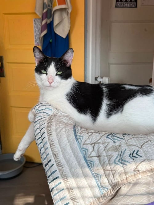 VIOLA - Domestic Short Hair available for adoption