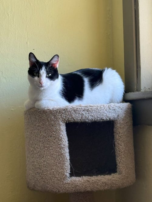 VIOLA - Domestic Short Hair available for adoption