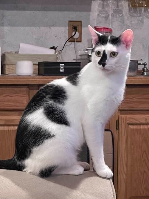 CALEB - Domestic Medium Hair available for adoption