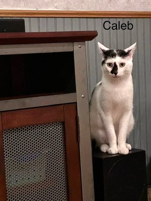 CALEB - Domestic Medium Hair available for adoption