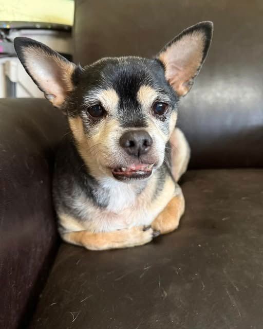 BRODY - Chihuahua / Manchester Terrier for adoption in Kenosha