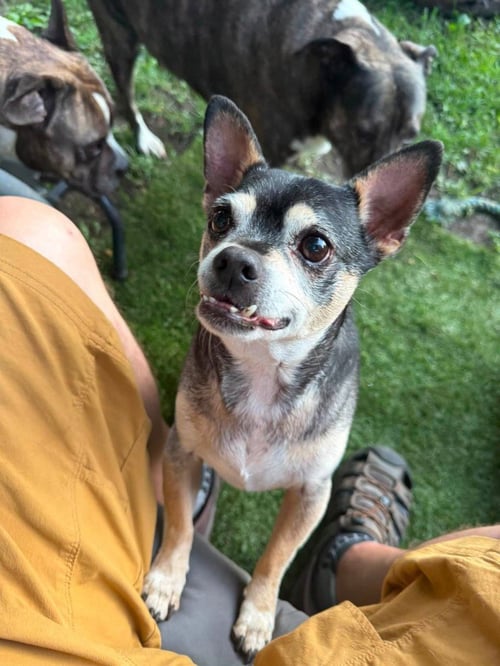 BRODY - Chihuahua / Manchester Terrier available for adoption
