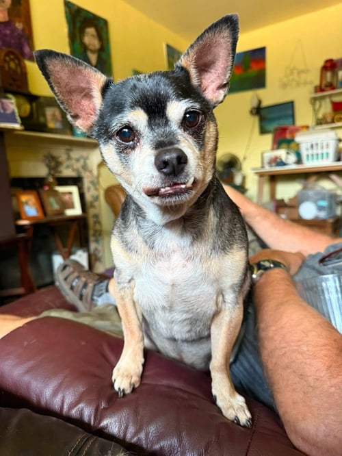 BRODY - Chihuahua / Manchester Terrier available for adoption