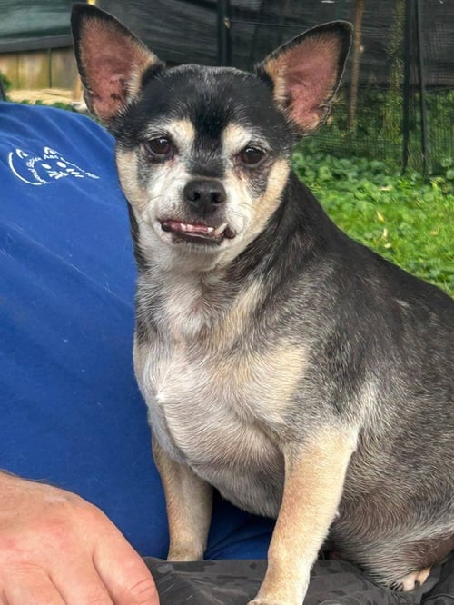 BRODY - Chihuahua / Manchester Terrier available for adoption
