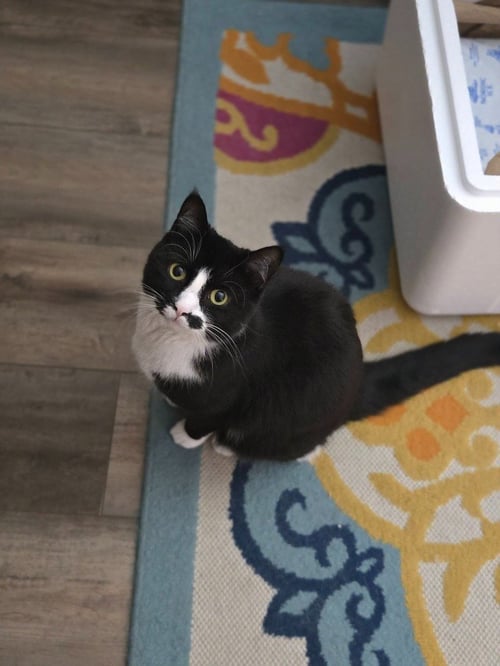 ROSA - Domestic Medium Hair available for adoption