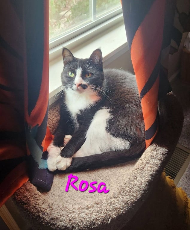 Rosa Image