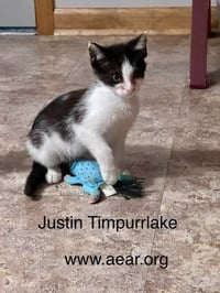 Justin Timpurrlake - Photo 1