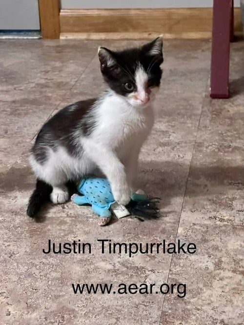 JUSTIN TIMPURRLAKE - Domestic Medium Hair available for adoption