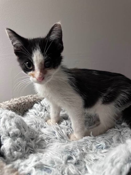 JUSTIN TIMPURRLAKE - Domestic Medium Hair available for adoption