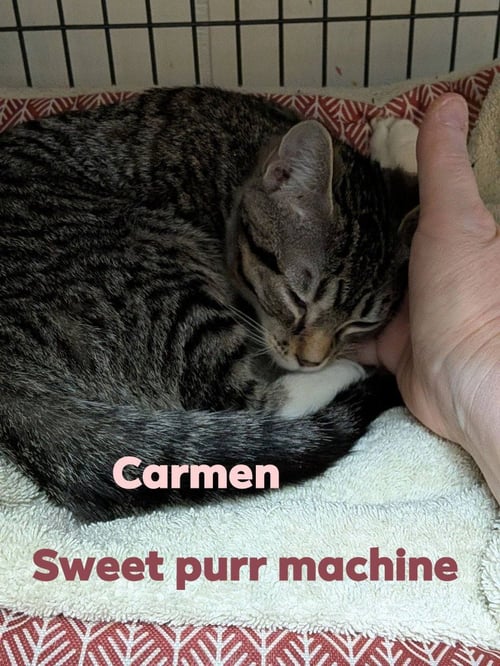 CARMEN - Domestic Short Hair available for adoption