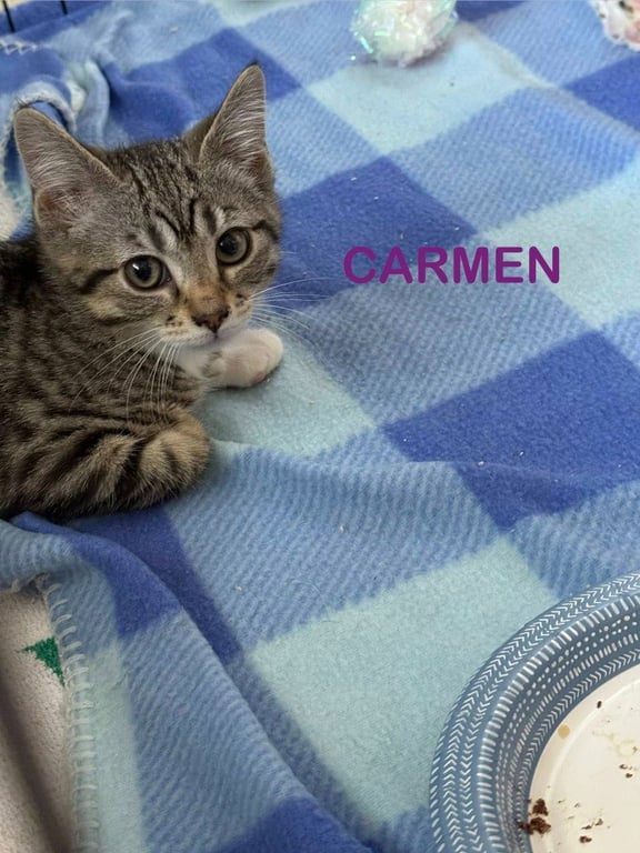 Carmen Image