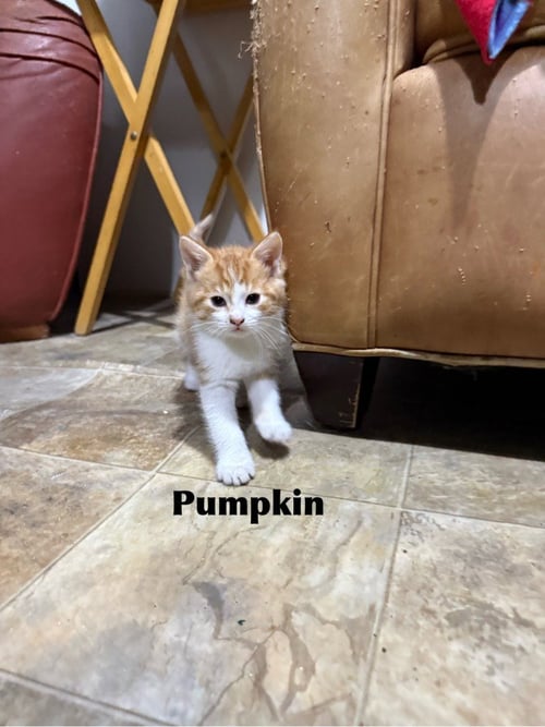 PUMPKIN