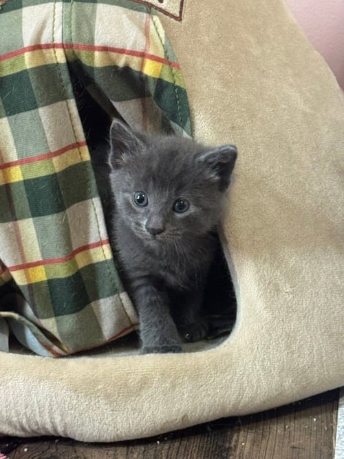 POMEGRANATE - Domestic Medium Hair available for adoption