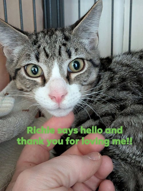 RICHIE - Domestic Short Hair available for adoption