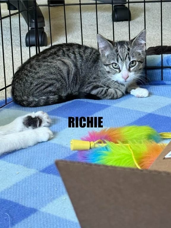 Richie Image