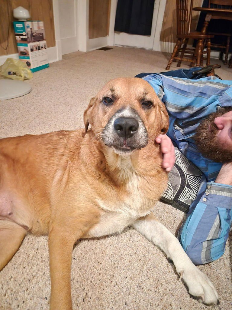 GRACIE - Shepherd / Great Pyrenees available for adoption