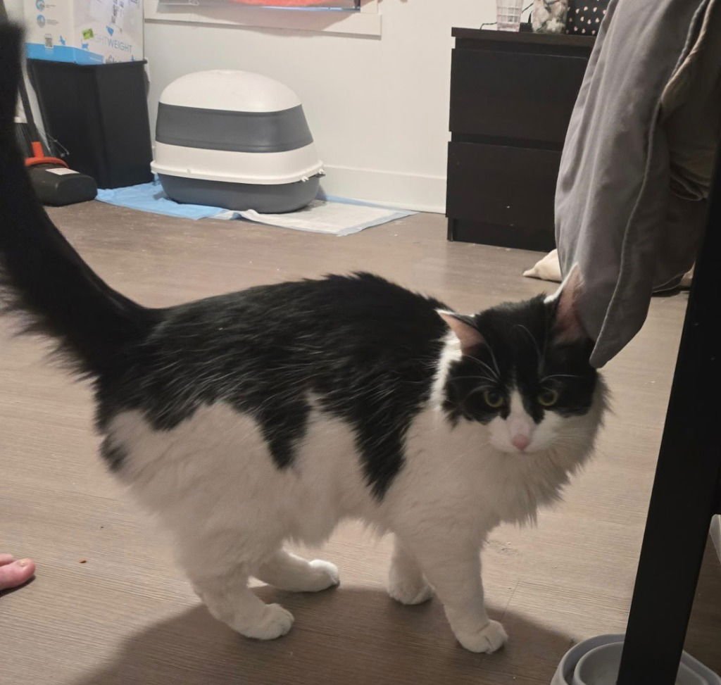 LEO - Domestic Long Hair available for adoption