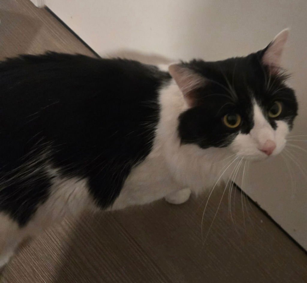 LEO - Domestic Long Hair available for adoption