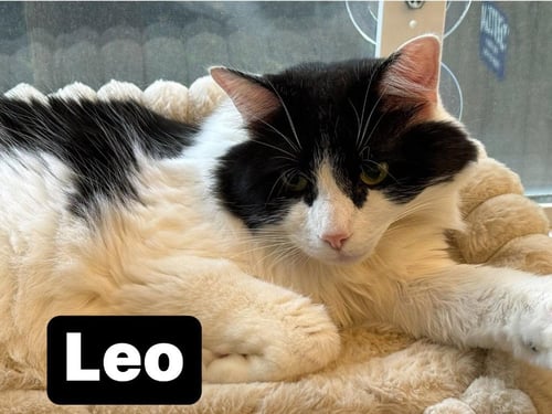 LEO - Domestic Long Hair available for adoption
