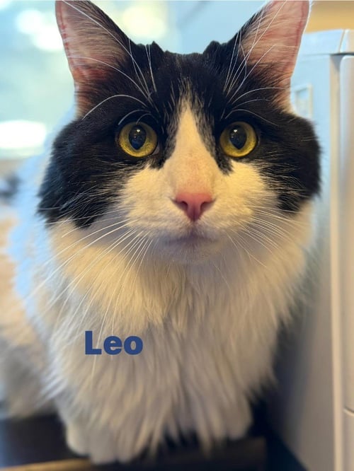 LEO - Domestic Long Hair available for adoption