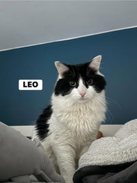 Leo - Photo 4