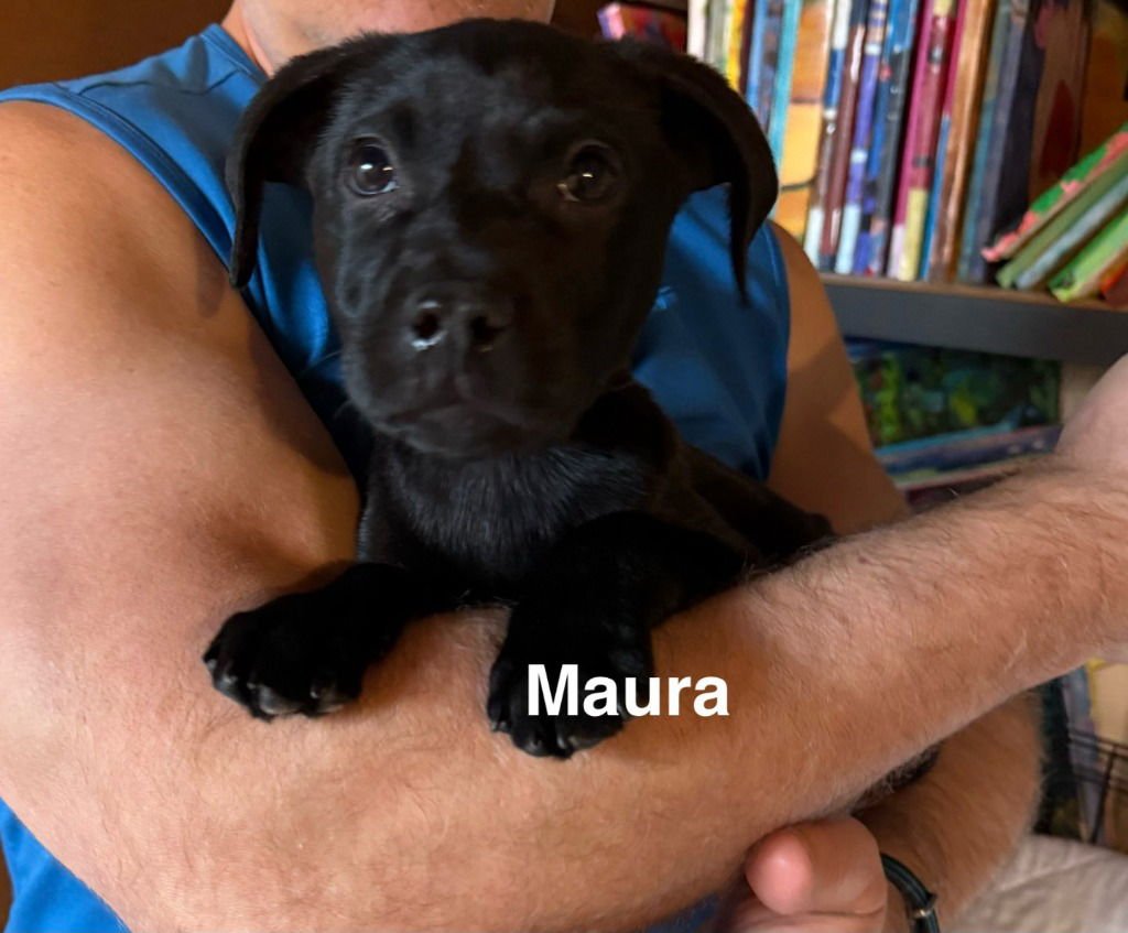 MAURA - Labrador Retriever / Shepherd available for adoption