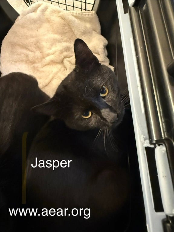 Jasper Image