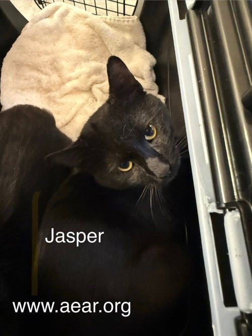 JASPER - Domestic Medium Hair available for adoption