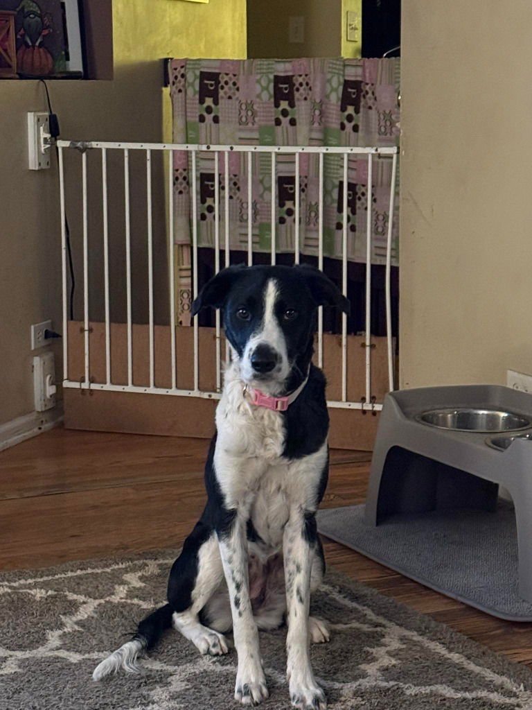 ATHENA - Collie available for adoption