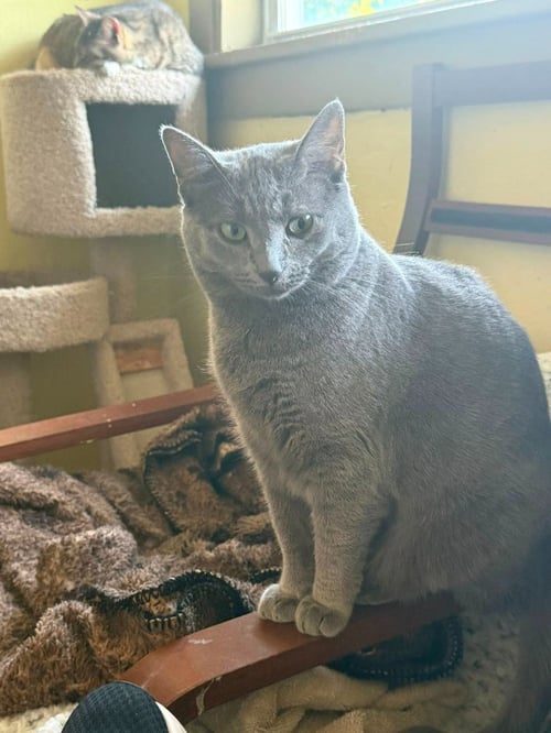WHISPER - Domestic Short Hair available for adoption