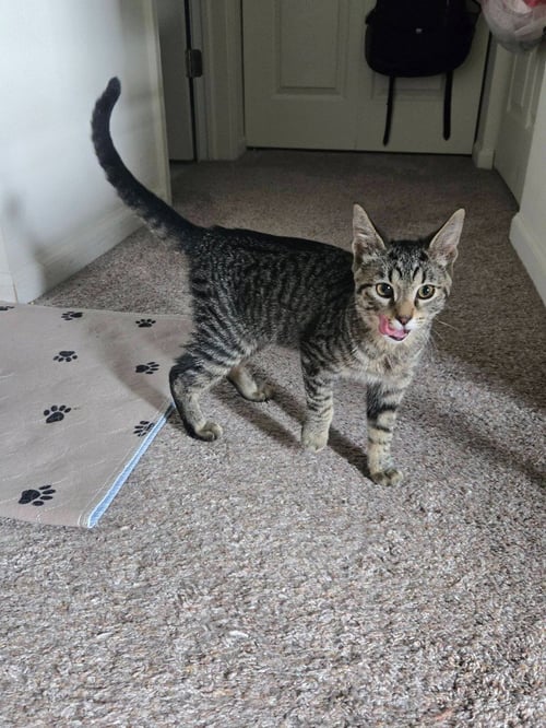 BUTTONS - Domestic Medium Hair available for adoption