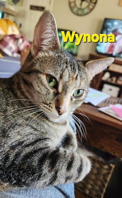 WYNONA (WINNIE) - Domestic Medium Hair available for adoption