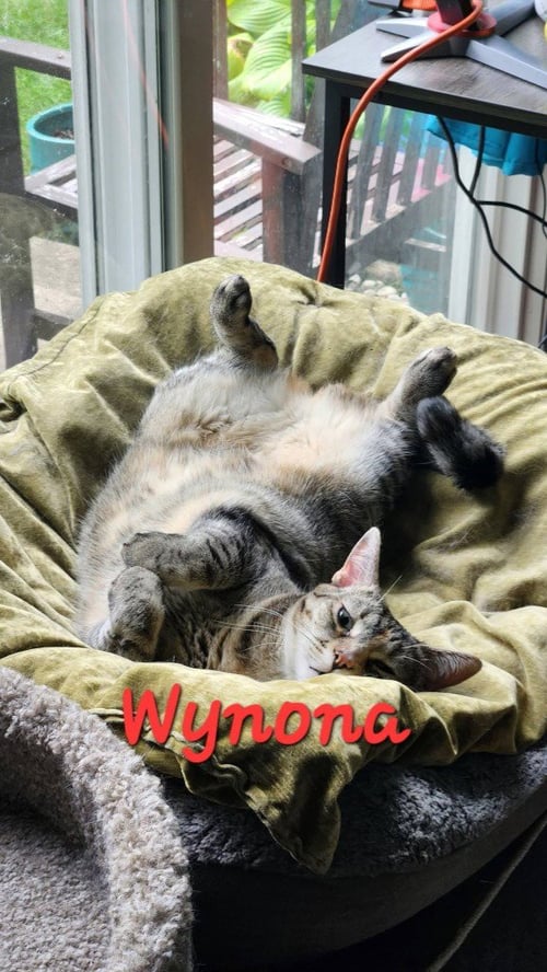 WYNONA (WINNIE) - Domestic Medium Hair available for adoption