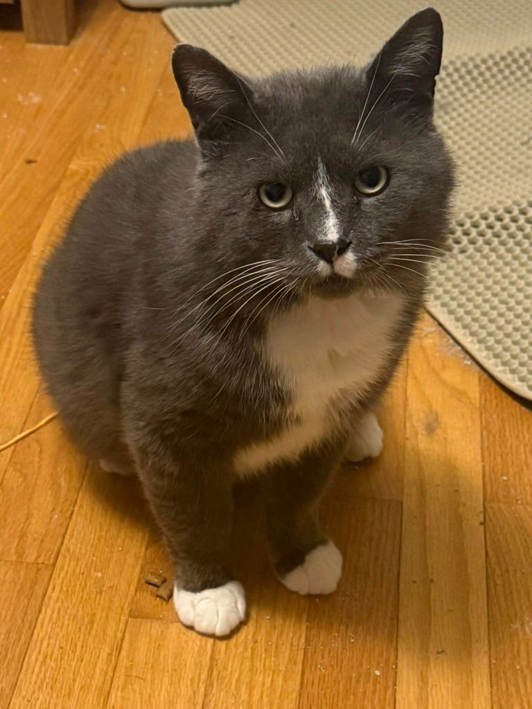 STAN - Domestic Short Hair for adoption in Kenosha