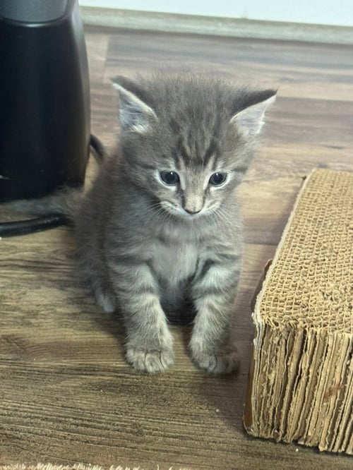 BLUEBERRY - Domestic Medium Hair available for adoption