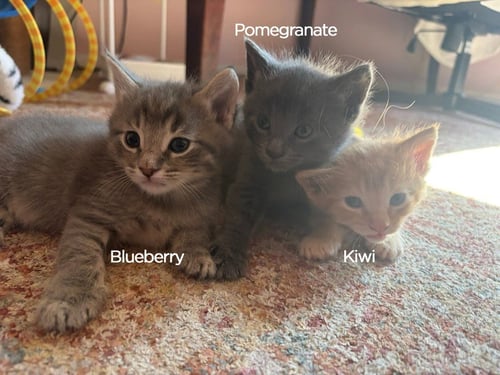BLUEBERRY - Domestic Medium Hair available for adoption