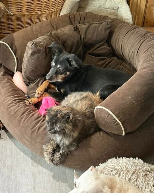 HONEY - Bull Terrier for adoption in Kenosha