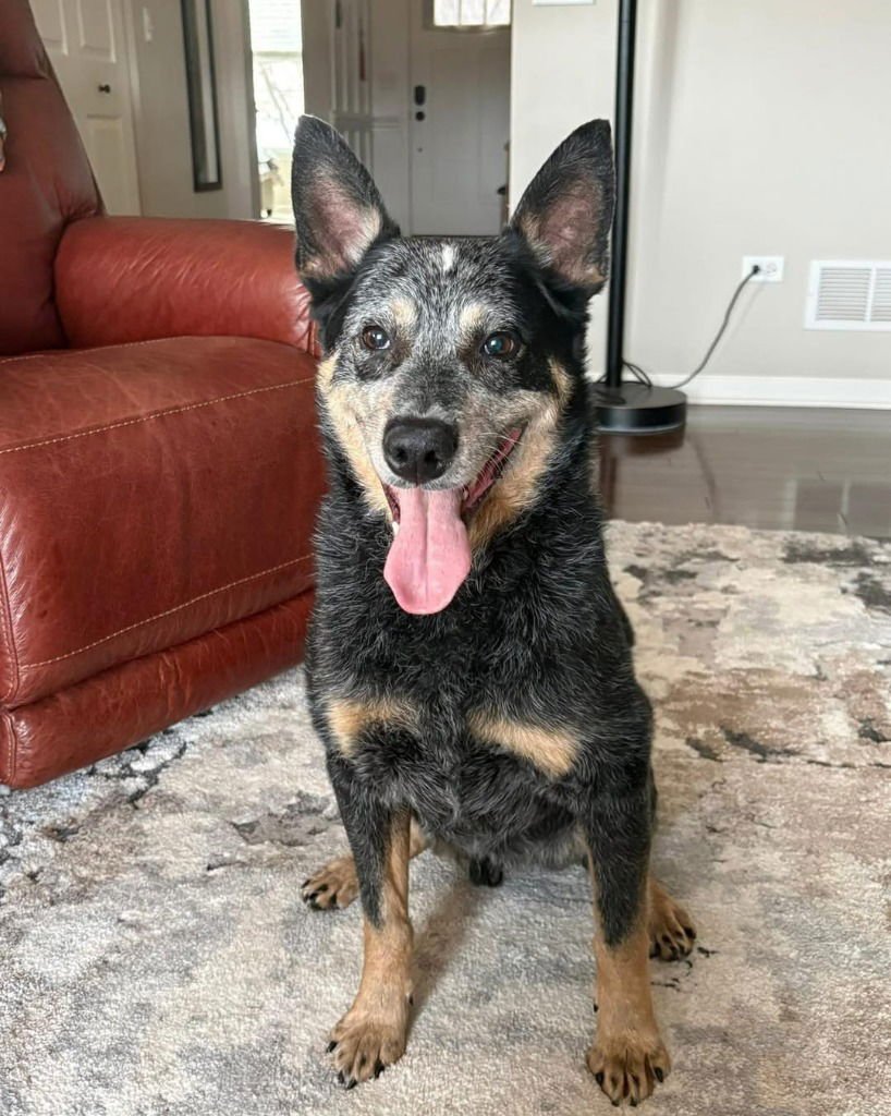 TIMBER - Cattle Dog for adoption in Kenosha