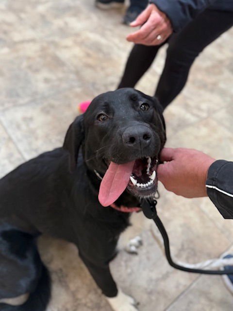 DAISY - Labrador Retriever / Great Pyrenees available for adoption