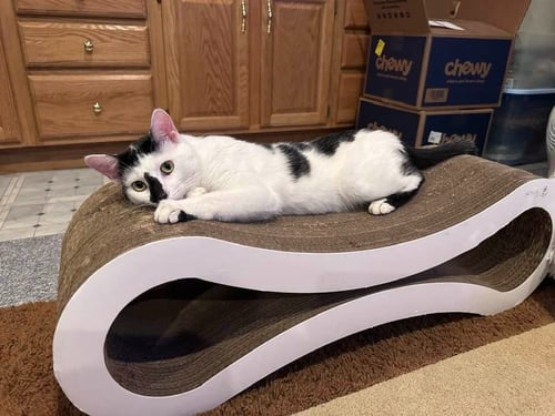 CALEB - Domestic Medium Hair available for adoption