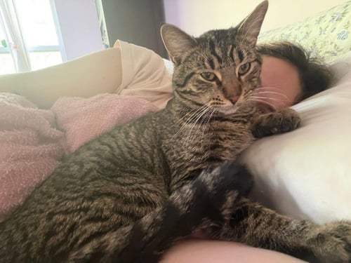 YOSHI - Domestic Short Hair available for adoption