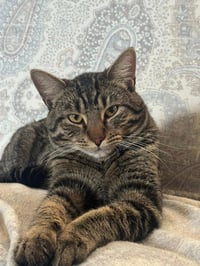 Yoshi - Photo 1