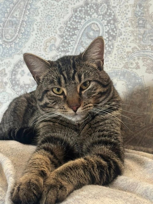 YOSHI - Domestic Short Hair available for adoption