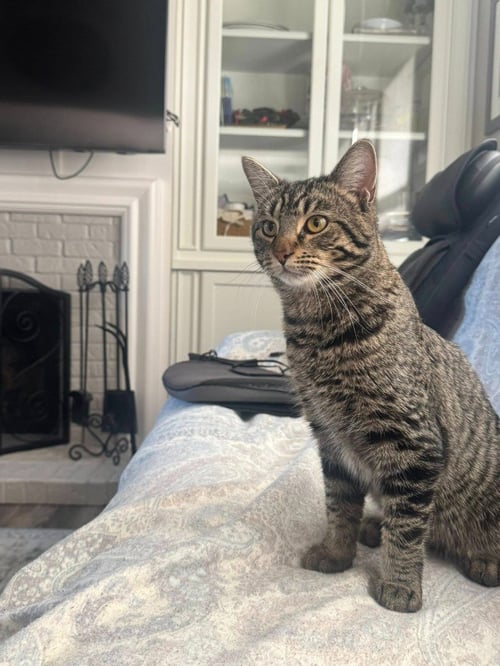 YOSHI - Domestic Short Hair available for adoption