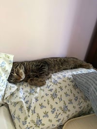 Yoshi - Photo 4