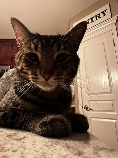 YOSHI - Domestic Short Hair available for adoption